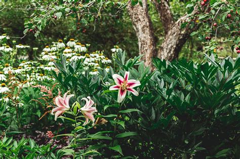 'Stargazer' Oriental Lily: Plant Care & Growing Guide