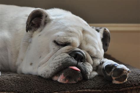 White English Bulldog sleeping HD wallpaper | Wallpaper Flare