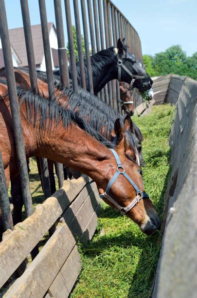 1,000+ Black Horse Fence Grazing Stock Photos, Pictures & Royalty-Free Images - iStock