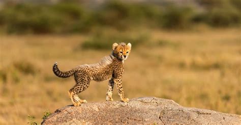 What’s a Baby Cheetah Called + 4 More Amazing Facts! - IMP WORLD