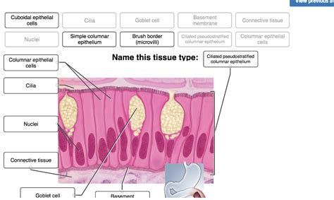 Epithelial Tissue Labeled Diagram