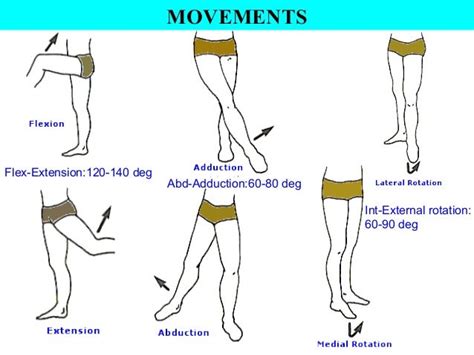 Hip joint anatomy