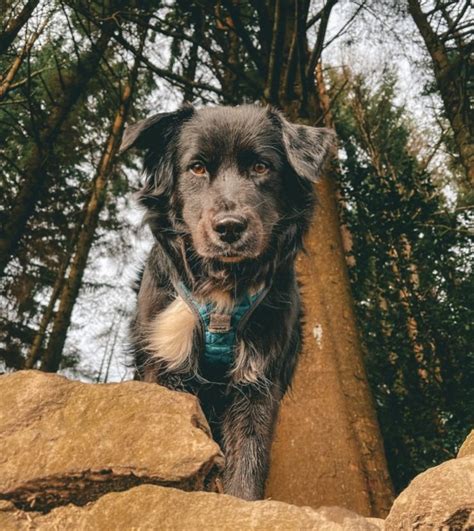 Black Australian Shepherd Guide: Black Tri, Black Bi & All Black