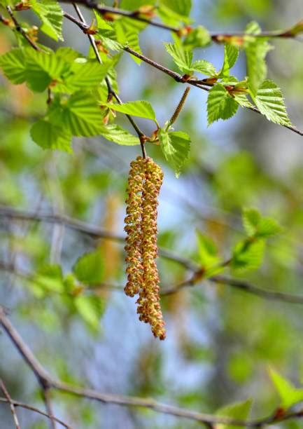 Birch Tree Pollen Stock Photos, Pictures & Royalty-Free Images - iStock