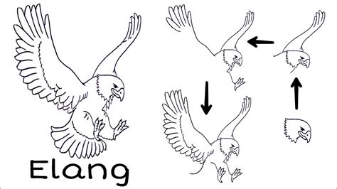 16+ Top Inspirasi Cara Menggambar Kepala Elang