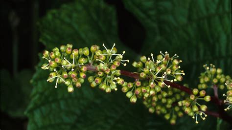 Grape genetics research reveals what makes the perfect flower | Cornell ...