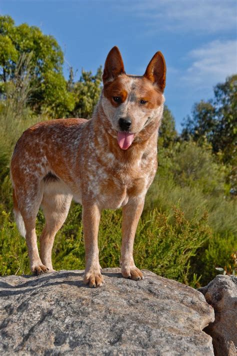 Red Heeler Australian Cattle Dog