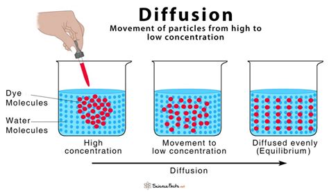 What Is The Diffusion Of Water Called