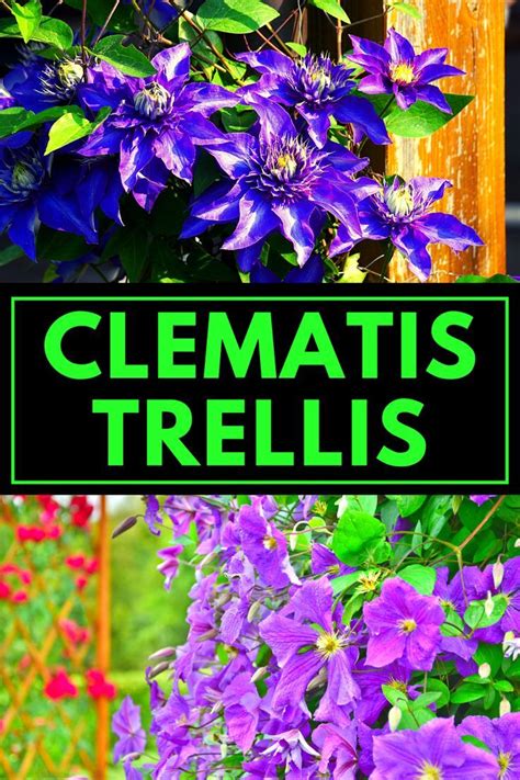 Clematis Trellis Ideas | Clematis trellis, Clematis, Clematis vine