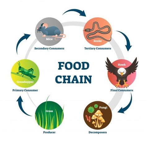 Premium Vector | Food chain illustration | Food chain, Food chain ...