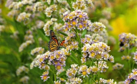 Adkins Arboretum Announces Fall Native Plant Sale—Online! - Talbot Spy