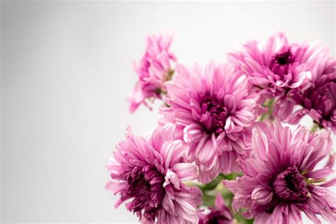 17000+ Flower Pictures, HD Photos For Free Download - Pngtree