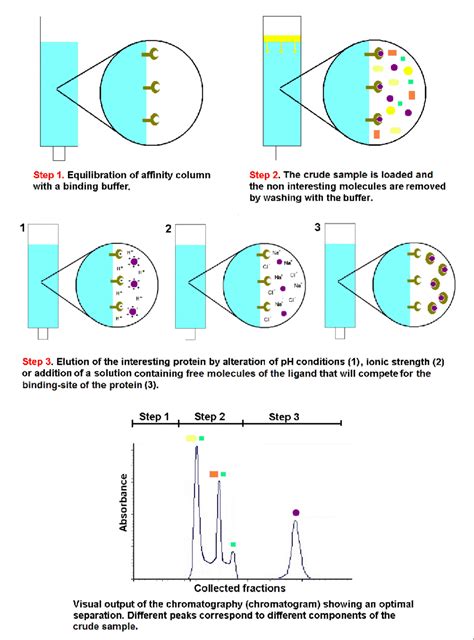 Four Chromatographic Separation Techniques - Creative Proteomics