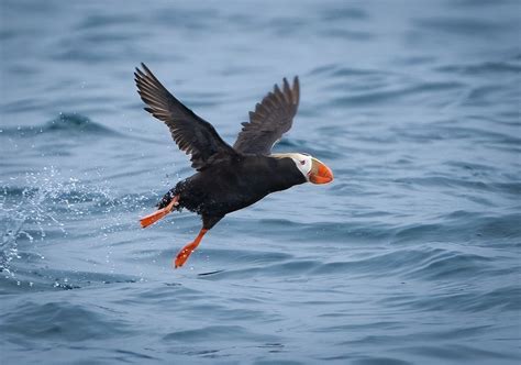 Tufted Puffin - Owen Deutsch Photography