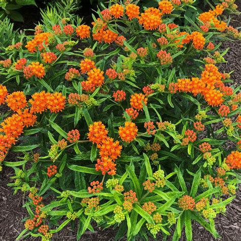 Buy Butterfly Weed Plants | Asclepias | Stadler Nurseries