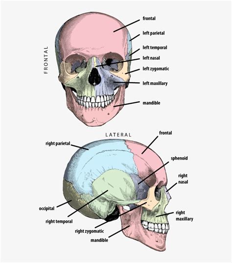 Petrous Bone Of Temporal Bone PNG Image | Transparent PNG Free Download ...