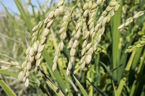 Experts Pinpoint Transcription Factors Vital in Rice Caryopsis Filling- Crop Biotech Update ...