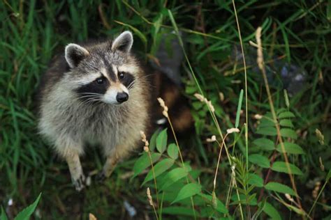 14 Best Raccoon Repellents (and How to Use Them) - Pest Pointers