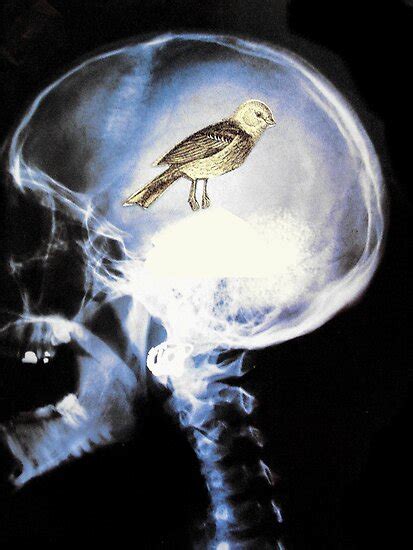 "bird brain" by Loui Jover | Redbubble