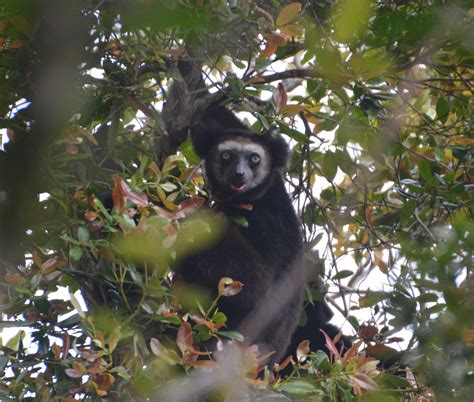 Professional Resources – Lemur Conservation Network