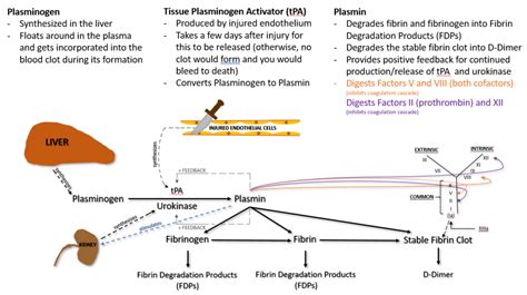 Hemostasis - Part 2 - Fibrinolysis and Fibrinolytic Therapy - Med Lab Study Hall