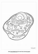 Animal Cell Coloring Sheet sketch template