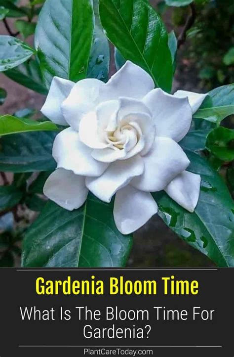 Gardenia Flower Time: What Is the Blooming Time for Gardenias? | Gardenia plant, Fragrant plant ...