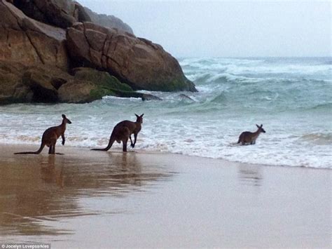 How Australia's stunning wildlife celebrated Australia Day pictured | Daily Mail Online