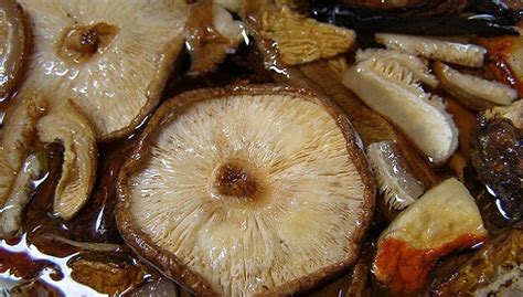 [Foodie Friday] Health-Boosting Mushroom Broth Recipe - Holistic Health Wire