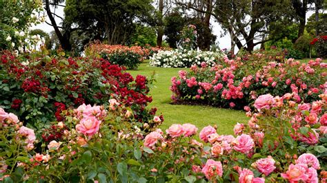 Treloar Roses Display Garden, Attraction, Great Ocean Road, Victoria ...