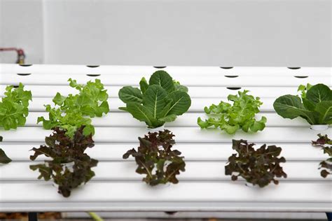 Tips for growing hydroponics at home