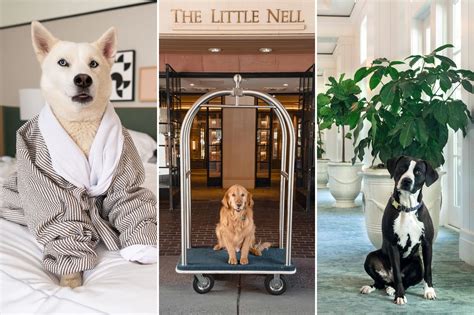 The best dog-friendly hotels with posh amenities for pets