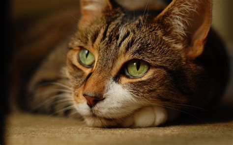 Brown Cat with Green Eyes – BlogClan