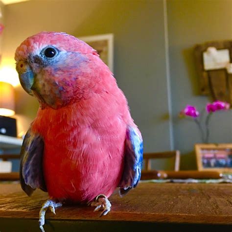 Little Pink Parrots on Twitter: "Happy 17th birthday to the patriarch of our flock, Mr. Pink E ...