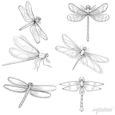 Dragonfly Drawing Images