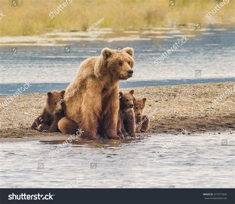 1,449 Mother Bear Protecting Cubs Images, Stock Photos & Vectors ...