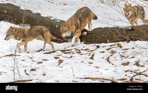 Grey Wolf Pack Hunting