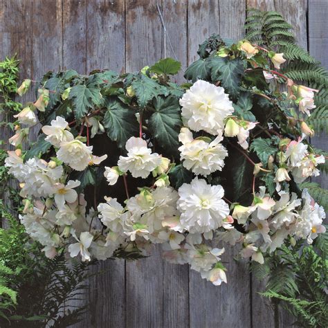 Amerihybrid Hanging Basket Tuberous Begonias White | Bright White Trailing Form Tuberous ...