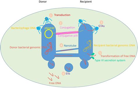 Animal Cell Transformation Definition : Energy Transformation Definition Types Examples Video ...