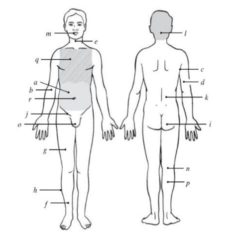 anatomy & physiology : unit 1 Diagram | Quizlet