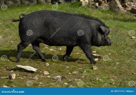 Black Iberian Pig stock image. Image of dehesa, iberian - 18571173