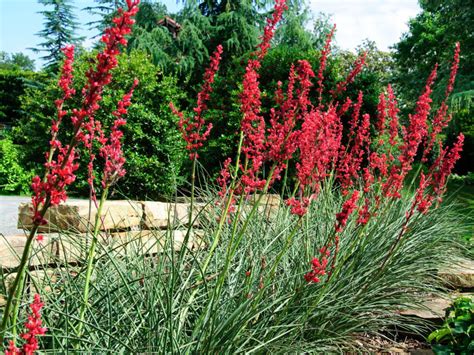 Red Yucca 5 Seeds Hesperaloe Parviflora Hummingbird | Etsy