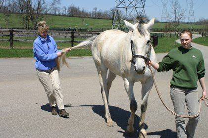 Case Studies in Equine Protozoal Myeloencephalitis (EPM) | Equines, Horses, Horse health