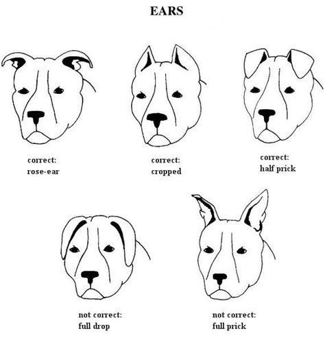 19 Dog Ear Types & Shapes √ Interpret Dog Ears. 34 Dogs with Pointy ...