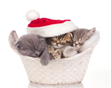 Three Cats Sleeping on Christmas Stock Photo - Image of celebration, closeup: 27641076