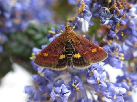 Mint Moth | Butterfly Conservation