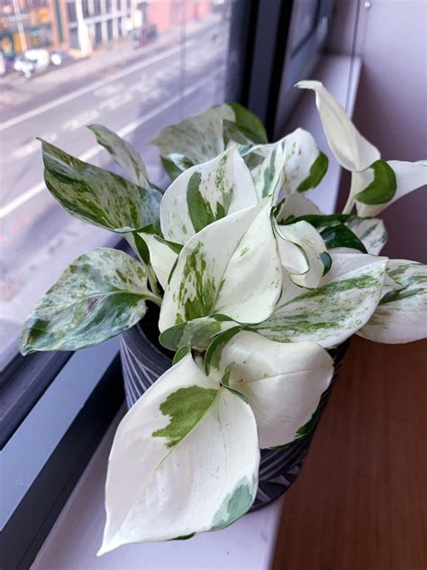 Manjula Pothos Care - Pothos Plant