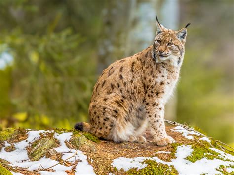 Lynx : milieu de vie, population, mode de vie. Tout savoir