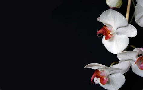 Top 999+ White Orchid Wallpaper Full HD, 4K Free to Use