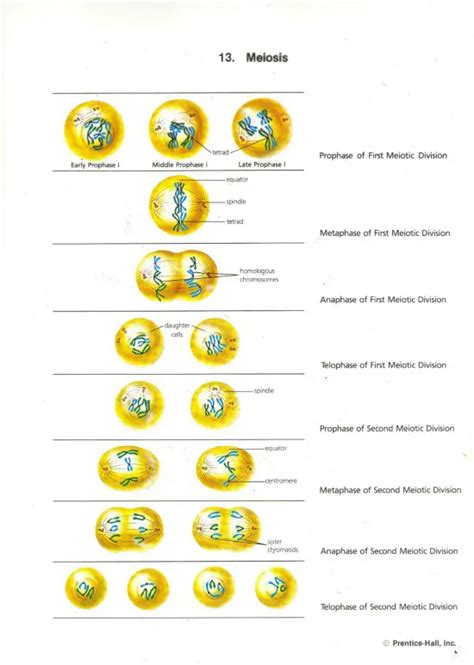 Types of Cell Division - Definition, Mitosis, Meiosis & Binary Fission